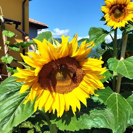 I Girasoli