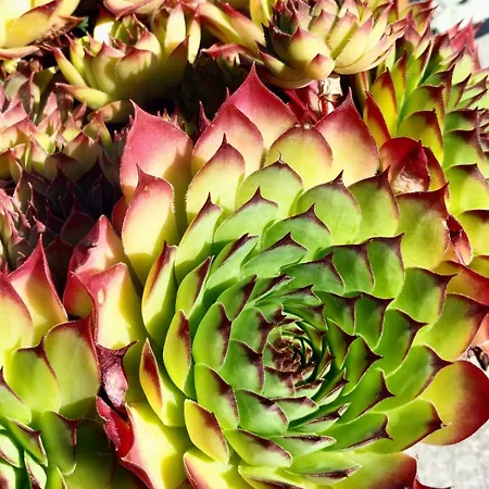 Bed & Breakfast I Girasoli